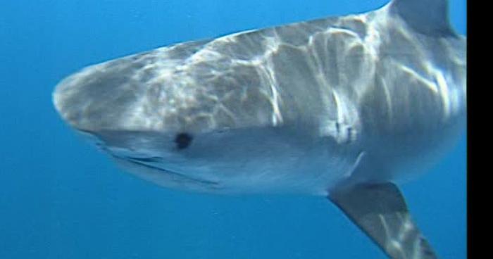 Un requin aperçu à gruissan