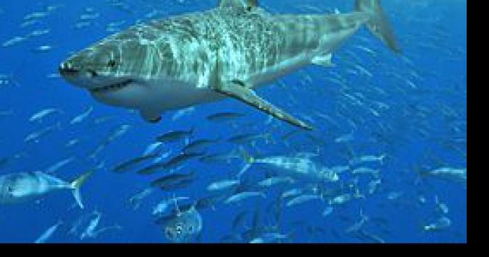 Requin