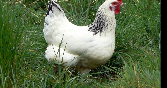 Tueur de poule à Sentheim !