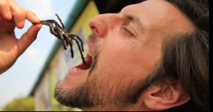 Un restaurant chinois mettais des araignée dans les plat des client