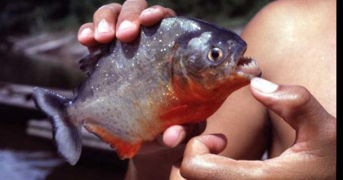 Un cousin du piranha dans le Lac Backer