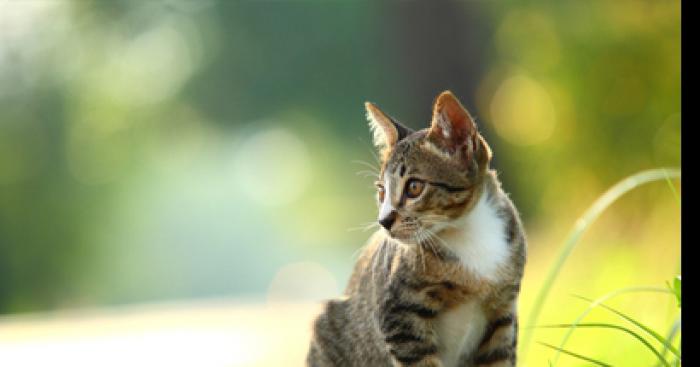 Un hotel pour chat fera prochainement son apparition à Hochelaga-Maisonneuve