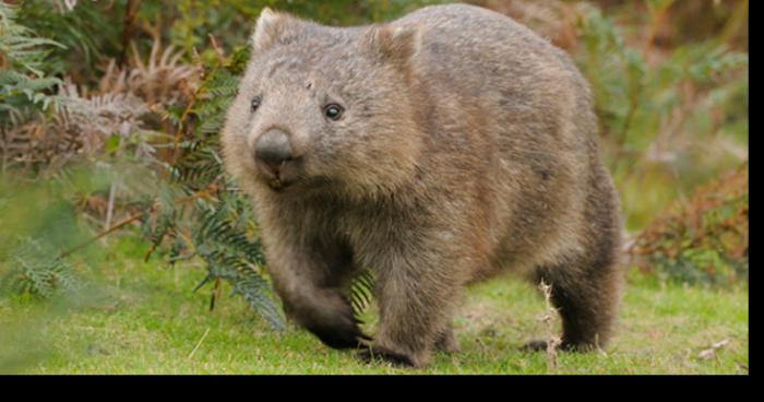 Les wombats envahissent la capitale