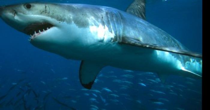 Alerte ! requin à canet