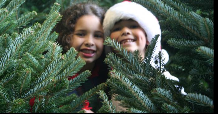 PERSONNES ALLERGIQUES, faites attention ! Certains sapins de Noël pourraient contenir des traces d'arachides !