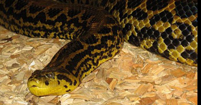 Un anacondas c'est échappé d'un vivarium dans le Var.