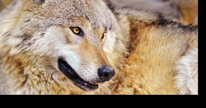 Un loup aperçu dans un parc à Longueuil