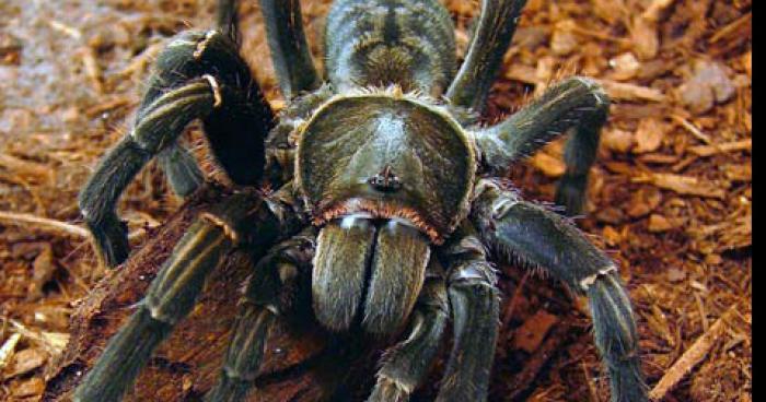 D'énormes araignées sur la côte normande !