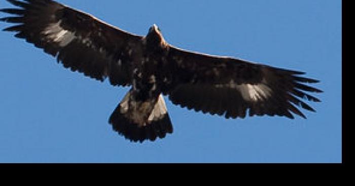 Villeurbanne un aigle royal survole la ville