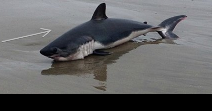 Un requin echoué au mourillon