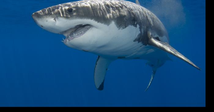 Requins en vu à Brognard.