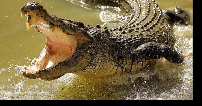 Un crocodile dans la durance