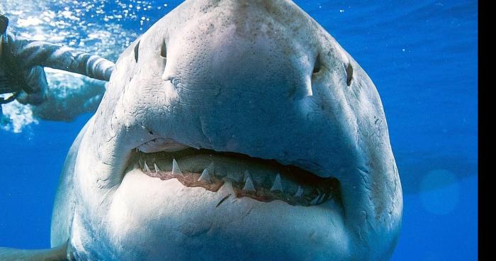 Attaque de requin blanc à Saint Laurent sur mer