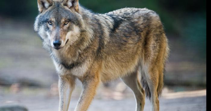 Des loups rodent dans l'Aude !