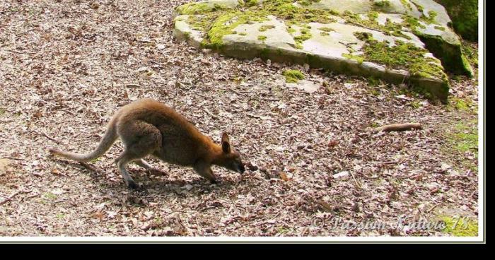 Un kangourou à Center Parcs