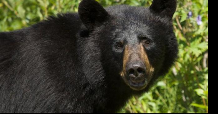 Un ours noir aperçu a st alexandre