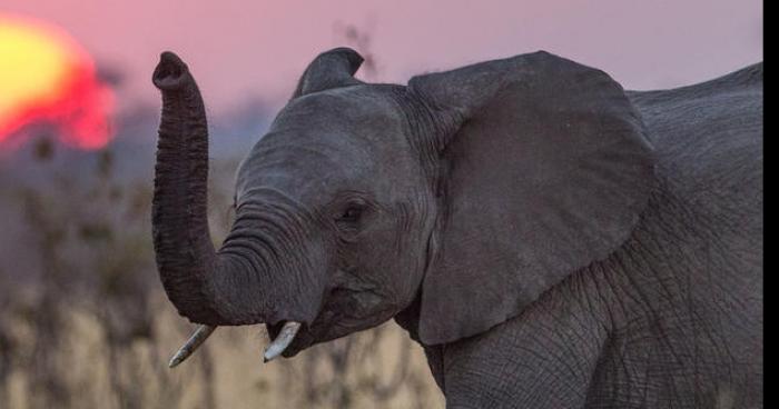 Cheval mange un elephant