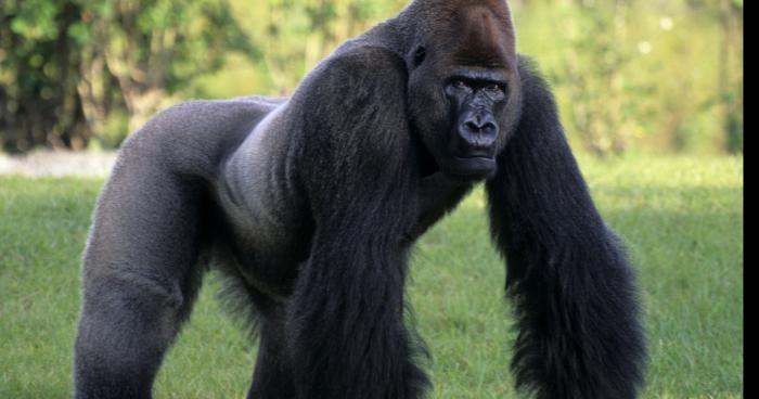 Julien Morin maitrise un énorme Gorilles échappé d'un zoo