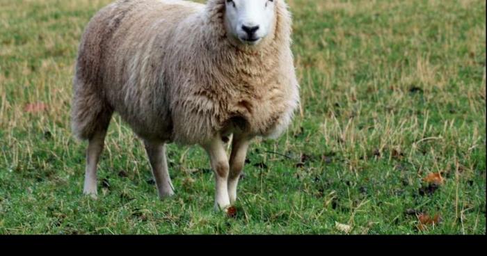 Une jeune berkanie qui fait l amour à un mouton.