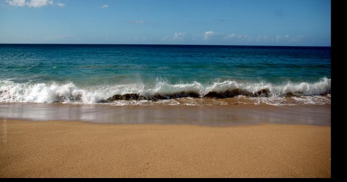 Vers la fin de l'envahissement des plages ajacciennes par les méduses ?