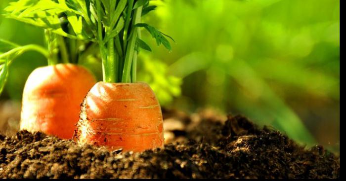 Augmentez votre espérance de vie en mangeant... des carottes !