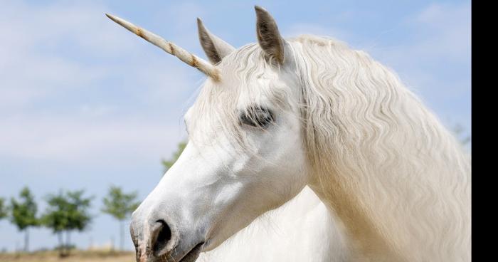 Un Pittbull décapité par une licorne