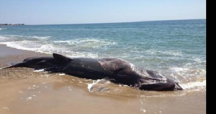 Requin trouver sur la plage cap d agde