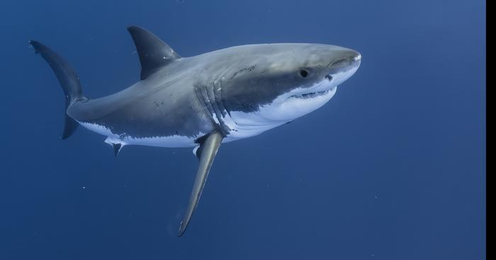 La femelle requin blanc Nakumi localisée au large de Bréhec