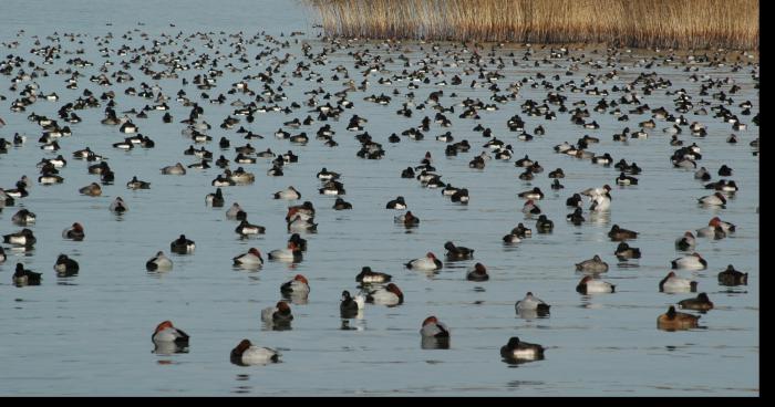 Un touriste agréssé par une meute de canard à Nigloland