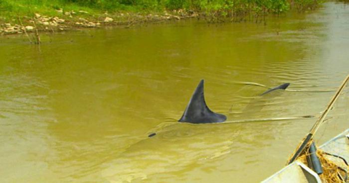 Requin dans une riviere a huizingen