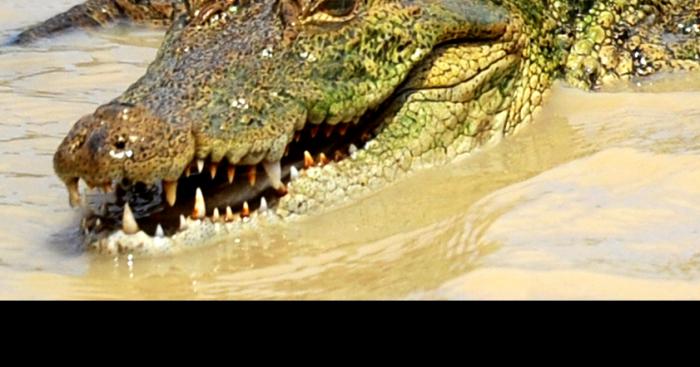 Une famille de crocodiles dans la Haine