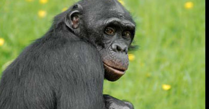 Guillaume Picq s'échappe du zoo de Montaud