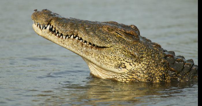 UN CAMBRIOLEUR SE JETTE À L'EAU POUR FUIR LA POLICE, IL EST TUÉ PAR UN ALLIGATOR