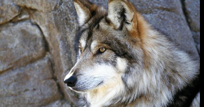 Des loups dans Vittel ( Lorraine )