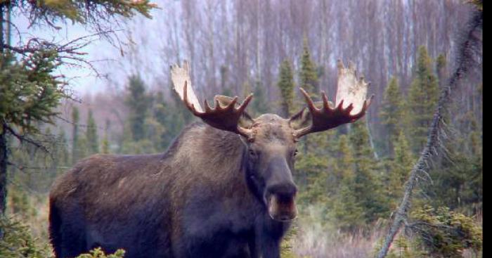 Un homme de Lac Etchemin sème l'émoi dans le coupe feux de St-Camile