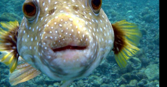 Un homme atteint d'une malformation étrange; Alexandre Rondeau, Mi-homme, Mi-poisson