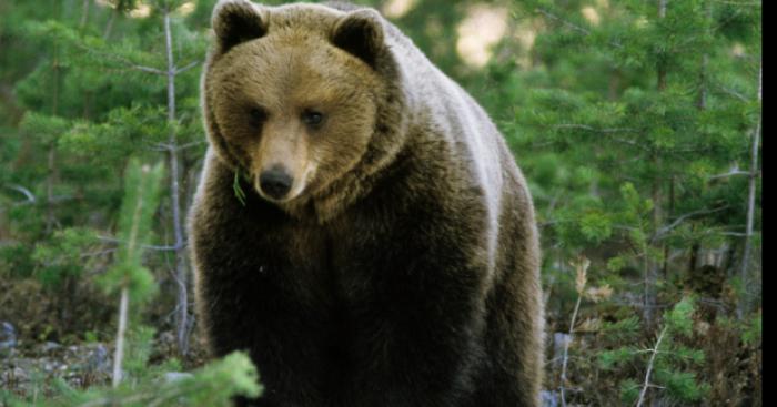 Un Ours a Marseille