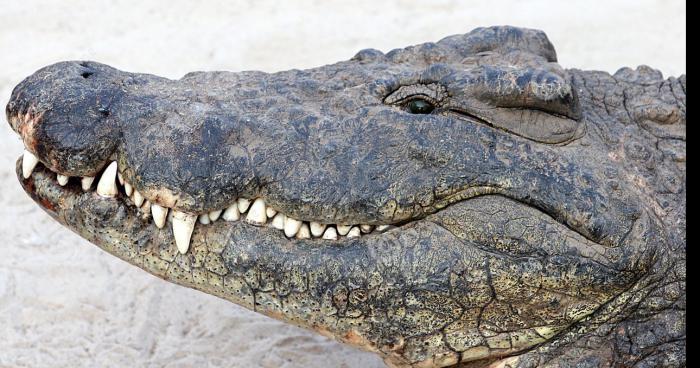 Un crocodille