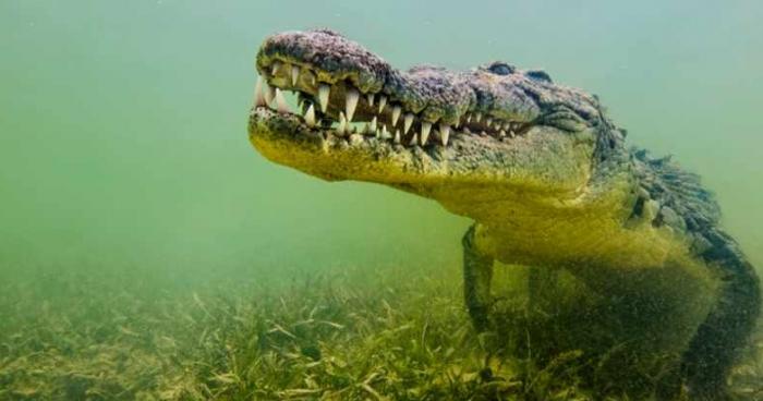 Lac du pathy alerte aux crocodiles qui aiment la bite