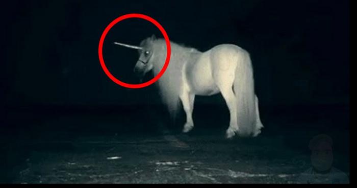 Une licorne aurait été découverte sur une île déserte à côté de Madagascar !