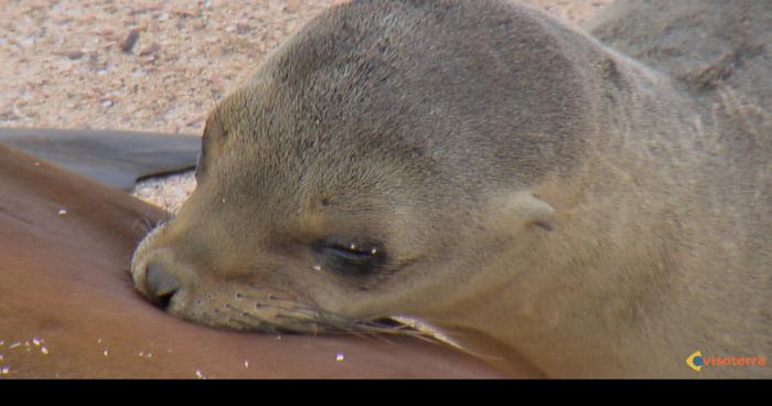 Attaque d'otaries à la Grande Motte : deux victimes