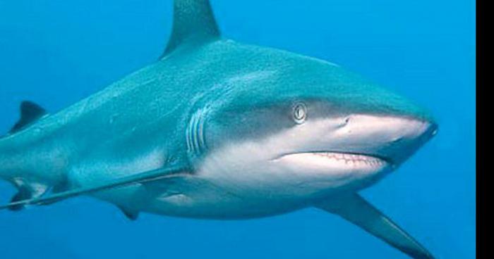 Requins blanc aperçu à la Londe