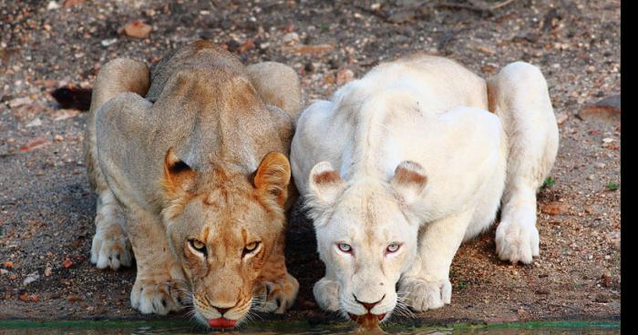 évasion d'un zoo: plus de  300 chats dévorés dabs la nuit