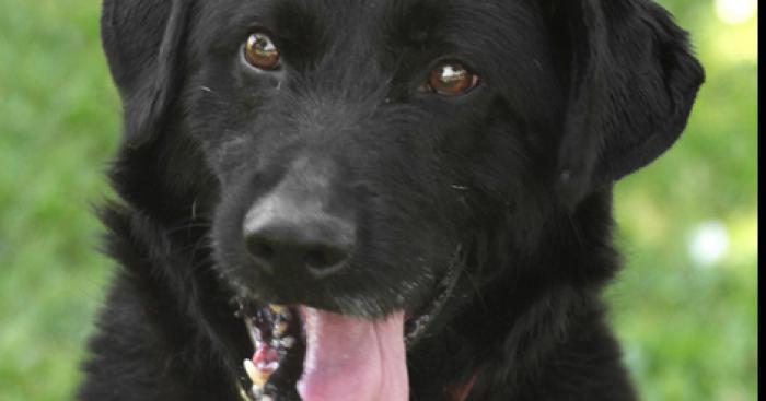 Macron pour «un statut de Premier Chien de France»