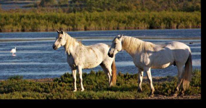 Les chevaux et taureaux interdits dans le parc de camargue