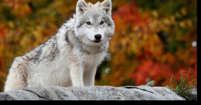 Le loup de retour à Nassogne