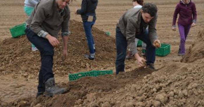 Les migrants aiment mes pommes de terres