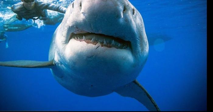 Un requin blanc attaque un baigneur à Saint-Raphaël à la plage du Veillat dans le Var