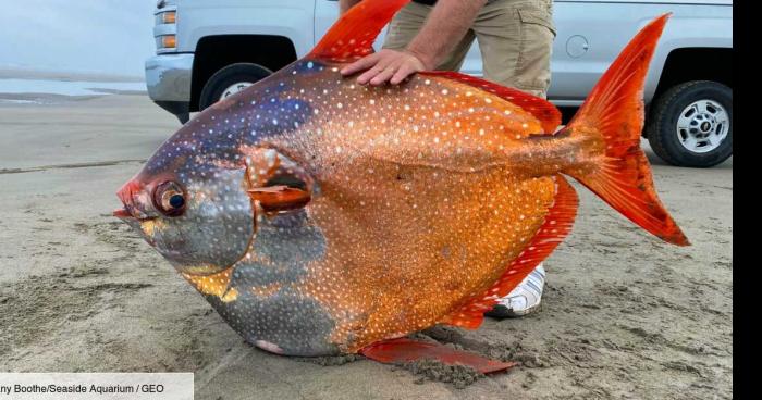 Danger de préparer du poisson dans une friteuse à air chaud.