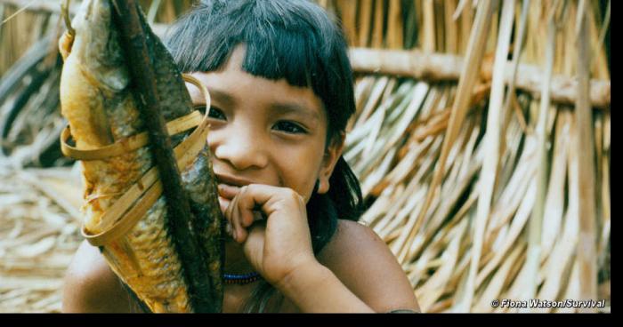 Du poisson déjà cuit en Amazonie